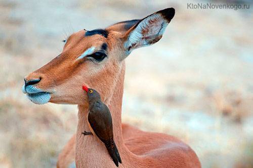 Клубеньковые бактерии - значение в природе. функции азотфиксирующих бактерий и их взаимодействие с растениями