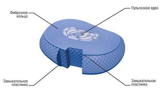 Отделы позвоночника человека за что отвечает каждый позвонок