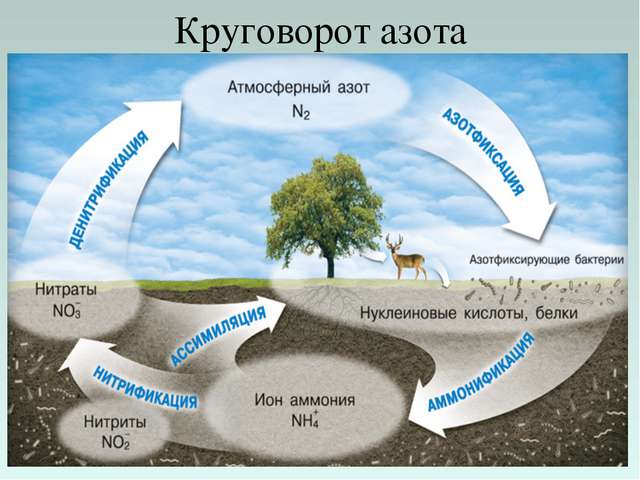 Бактерии и их роль в функционировании живой природы