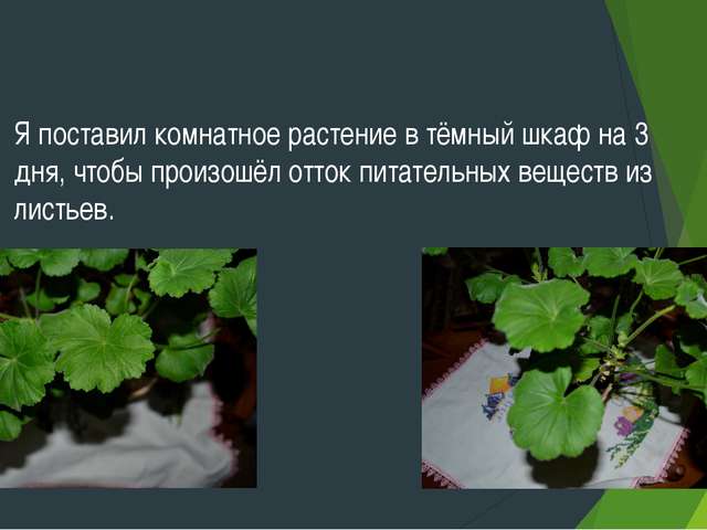 Значение бактерий-сапрофитов как элементов любой экосистемы