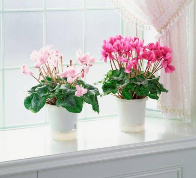 Капли цикламена описание, инструкция по применению