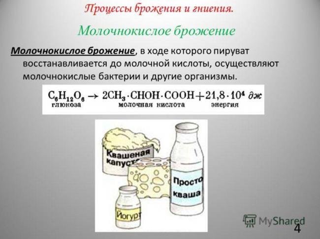 Полезные бактерии. роль и значение бактерий в жизни человека. фото