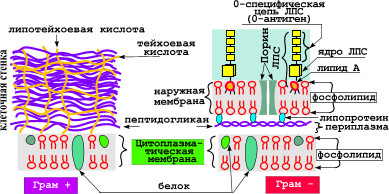 Цитоплазма: химический состав, строение и основные функции