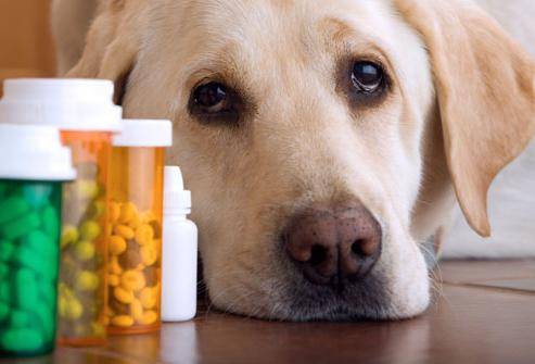 Лактобифадол для собак