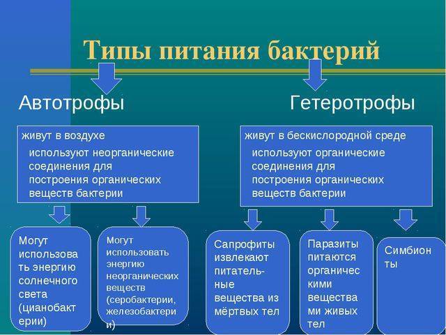 Бактерии-паразиты и их взаимодействие с окружающим миром