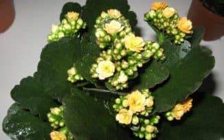 Каланхоэ при насморке