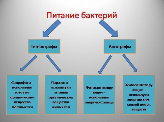 Бактерии-паразиты: вредоносные бактерии в организме
