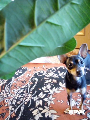 Отравление собаки догхантерами