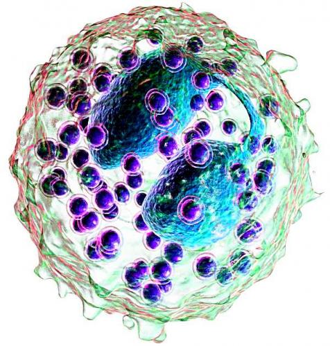 Пониженные эозинофилы у ребенка в крови