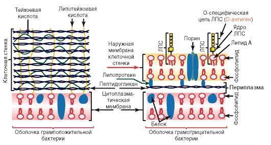 Строение бактерий