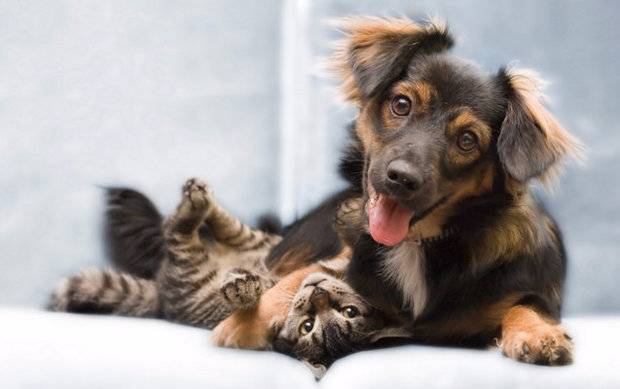 Как делать уколы Флексопрофен собаке инструкция и дозировка