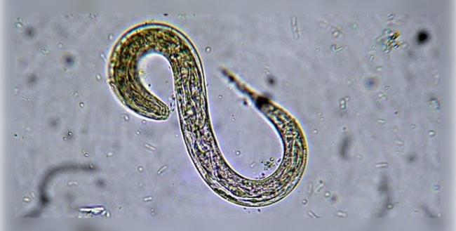 Немозол - инструкция по применению