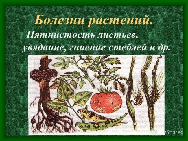 Урок биологии в 6 классе "распространение бактерий. значение бактерий в природе и жизни человека"