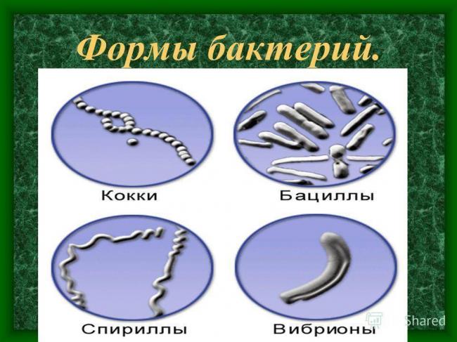 Урок биологии в 6 классе "распространение бактерий. значение бактерий в природе и жизни человека"
