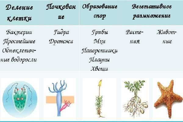 Характеристика основных групп микроорганизмов