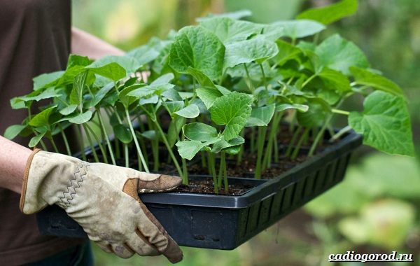 Фитоспорин