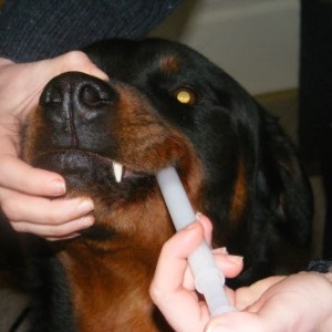 Подробная инструкция по применению пропалина для собак, а также отзывы о нем