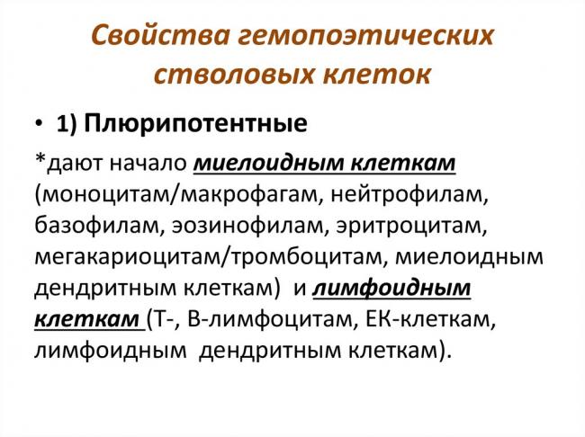 Стволовая клетка