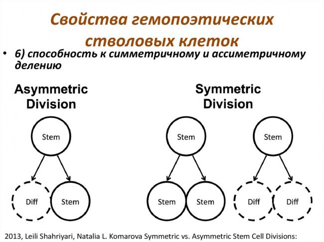 Что такое стволовые клетки и зачем они нужны? - hi-news.ru