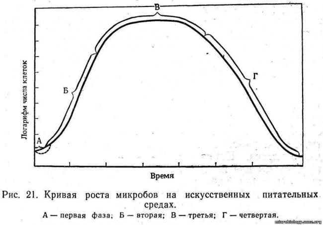 Какие факторы способствуют росту и развитию бактерий в различных средах
