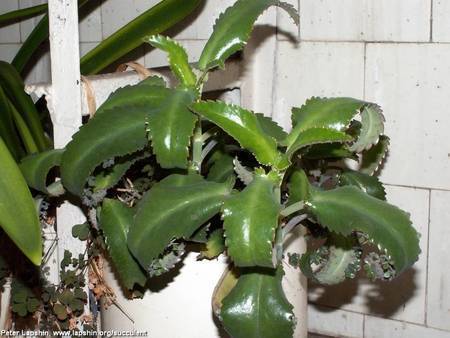 Сок каланхоэ