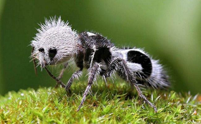 Азотфиксирующие бактерии: среда обитания, функции