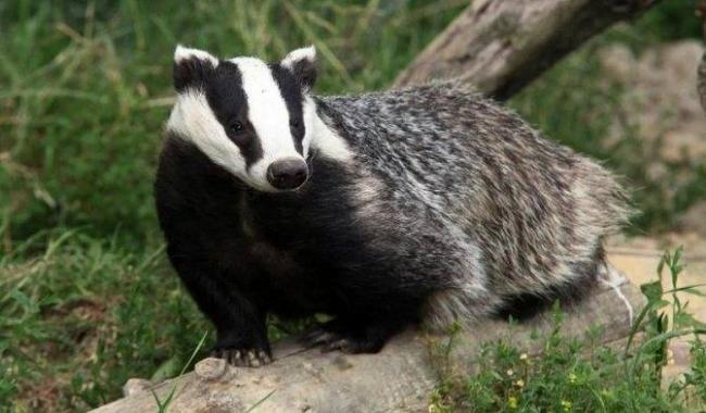 Собачий жир при язве желудка