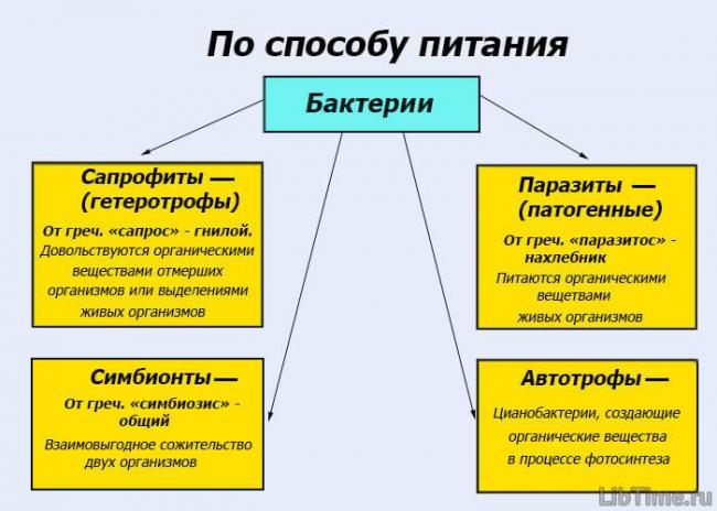 10 фактов о том, как паразиты, вирусы и бактерии помогают людям