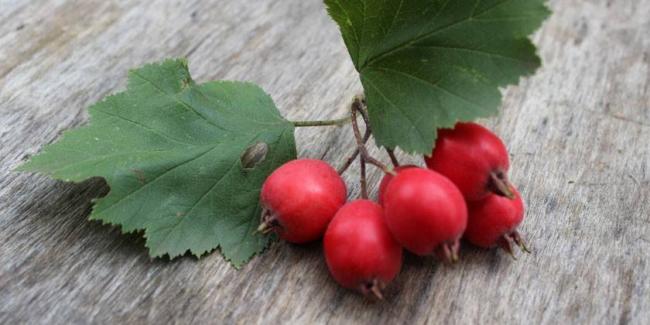 Капсулы для похудения Билайт