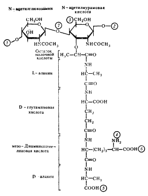 Функция цитоплазмы у бактерии