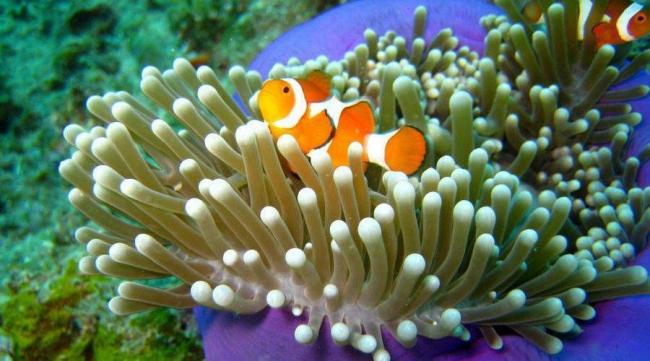 Бактерии азотфиксирующие