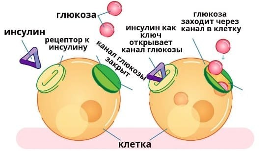 Сахар в крови норма у женщин по возрасту — таблица критического уровня
