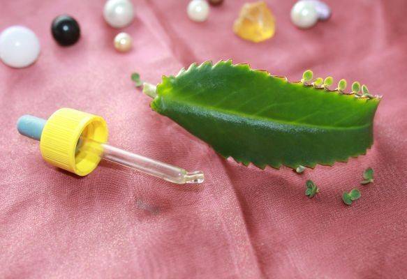 Каланхоэ при насморке