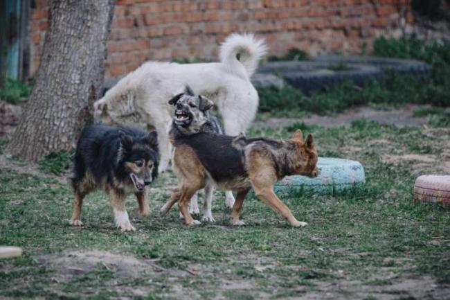 Отравление изониазидом у собак