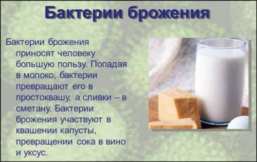 Польза и вред бактерий для человеческого организма