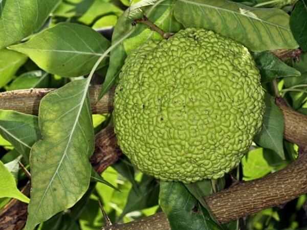 Ландыша настойка инструкция по применению, отзывы и цена в россии