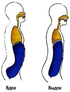 Воронкообразная грудная клетка у ребенка: что делать? грудь сапожника