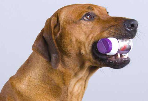 Лактобифадол для собак