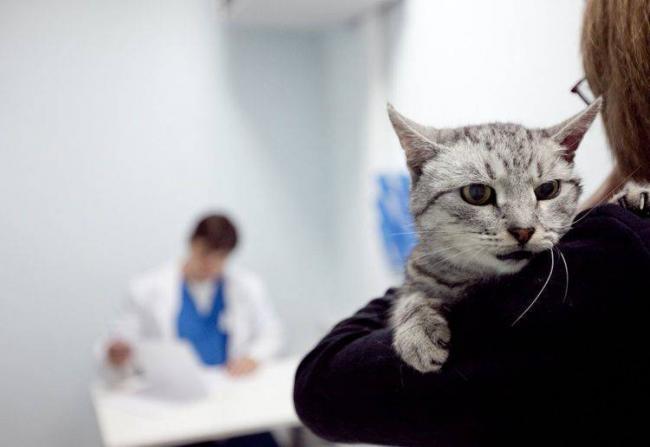 Как делать уколы Флексопрофен собаке инструкция и дозировка