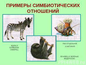 Симбиоз бактерий: как прожить с пользой