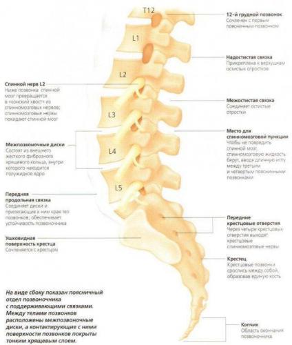 Отделы позвоночника человека за что отвечает каждый позвонок