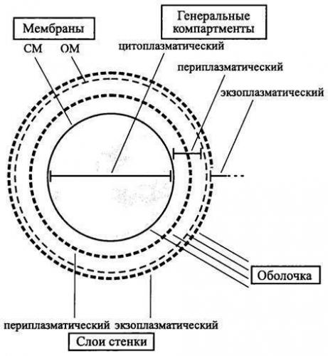 Цитоплазма: химический состав, строение и основные функции