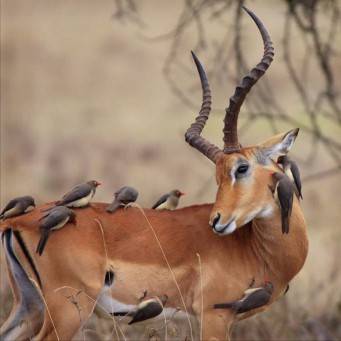 Бактерии азотфиксирующие