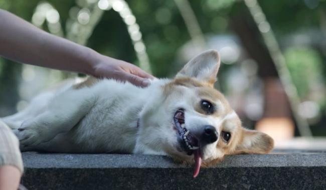 Отравление изониазидом у собак