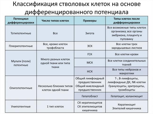 Стволовая клетка