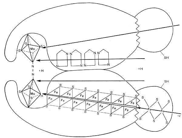 Круговорот азота - участие микроорганизмов в круговороте веществ - микробиология учебное пособие - красникова л. в. - троицкий мост 2012