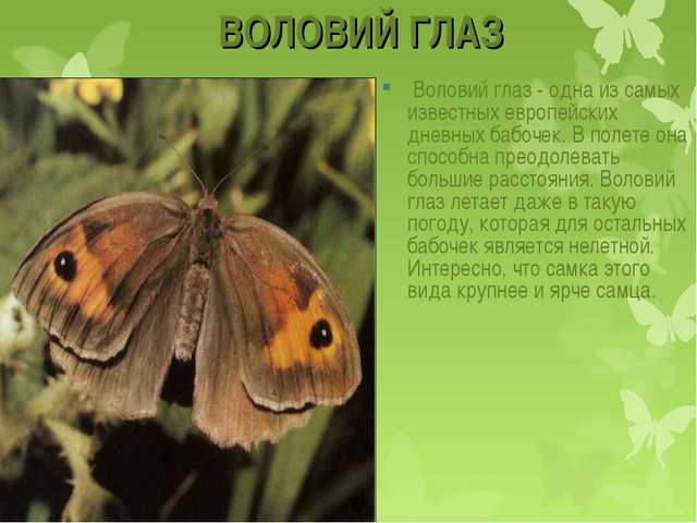 Какие бывают типы или виды бактерий и как их определить