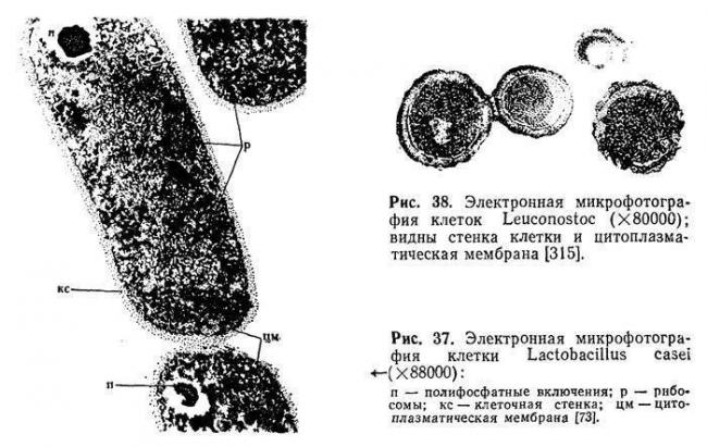 Микрофлора кишечника: кишечная палочка, бифидобактерии, лактобактерии… фото