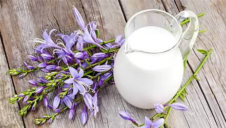 Микробиология молока и молочных продуктов — студопедия