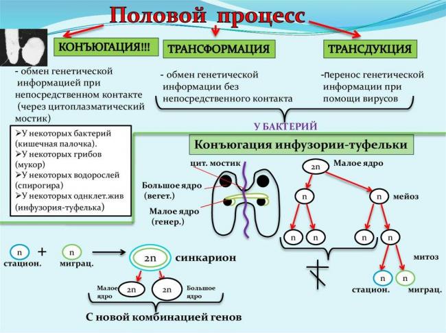 Общая характеристика бактерий как основа микробиологии